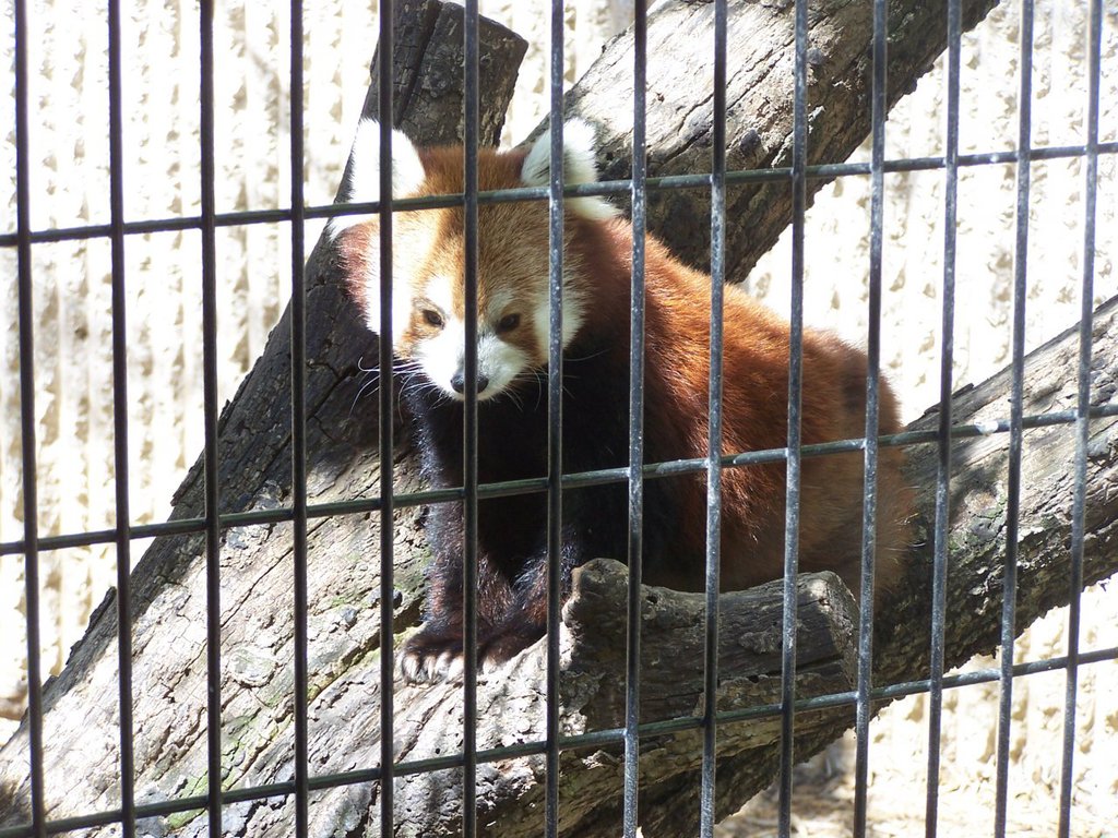 The Bright Red Panda at the Kansas City Zoo