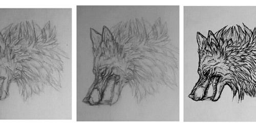 Wolf Head Sketch to Ink
