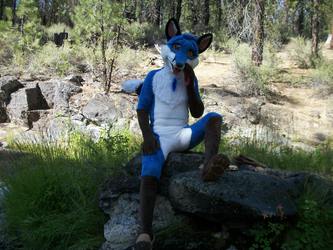 Blue Fox on a log looking pretty.