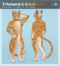 Tristan the tabby~