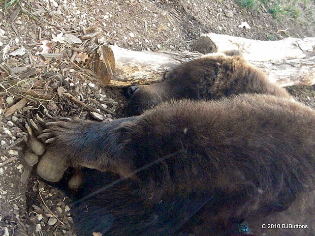 Brown bear Sleeping