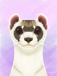 [iPad] Black-Footed Ferret Portrait