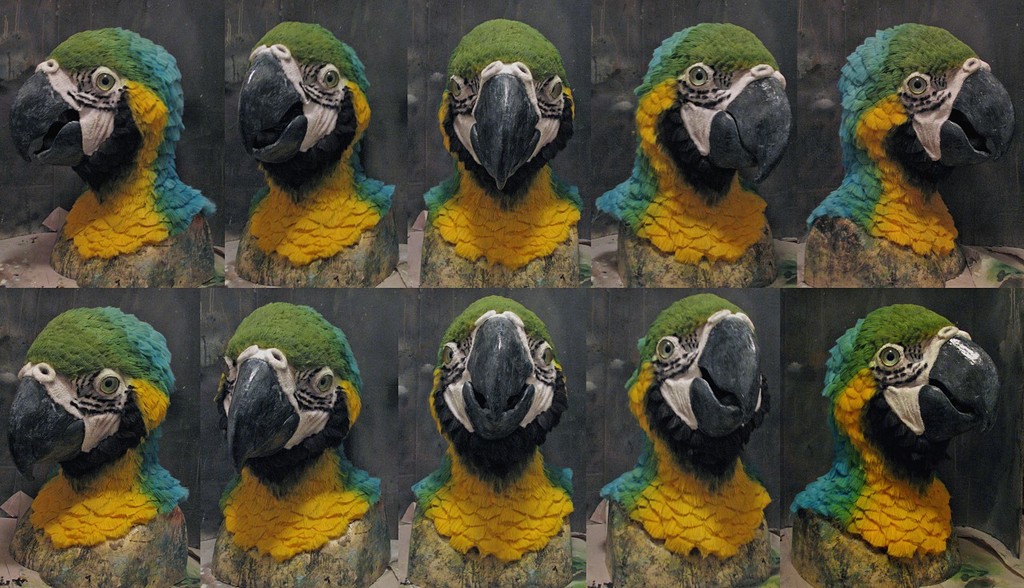 Blue and Gold macaw.