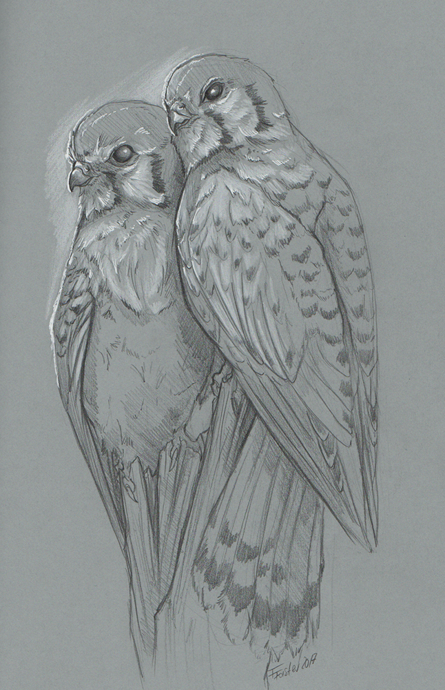 Falcons pencil sketch