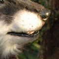 Profile of a werewolf