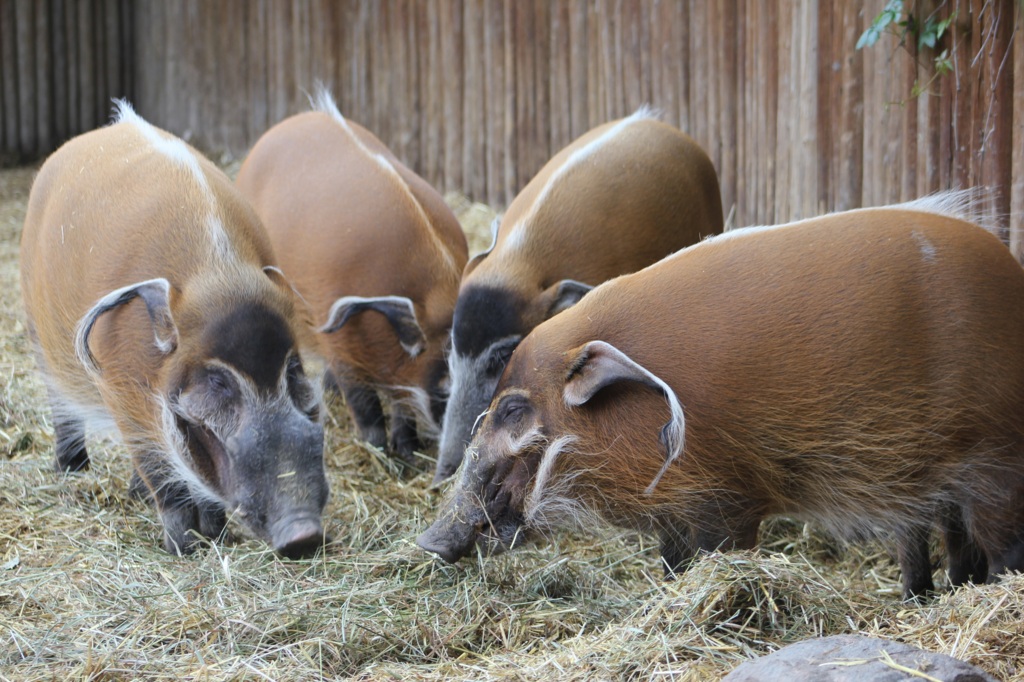 A drift or parce of Red River Hogs