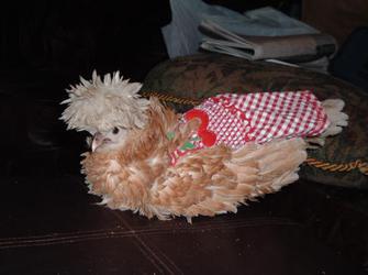 If Putting Clothes on Poultry is Wrong...