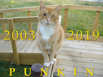 Punkin: 2003–2019