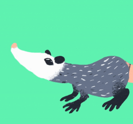 Virginia Opossum {ANIMATED}