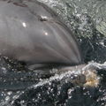 Speedy dolphin