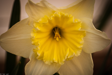 Are daffodils ominous to anyone else sometimes?