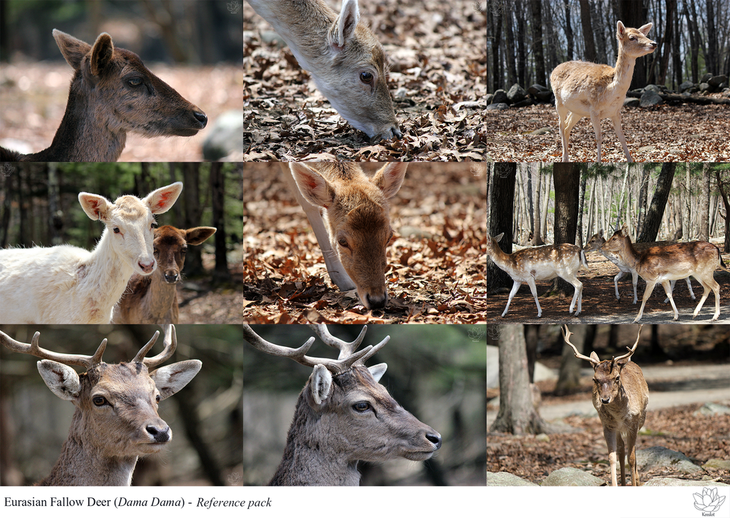 Fallow Deer reference pack