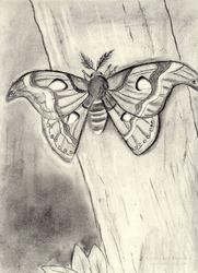 Charcoal Atlas Moth