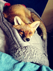 napping fox