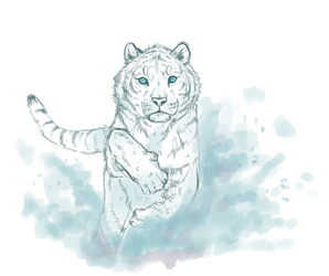Tiger Sketch
