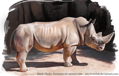 Rhino - Photo Study