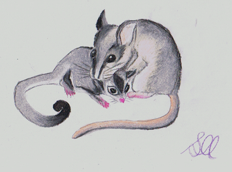 Glider and Woodrat by Teo's sister