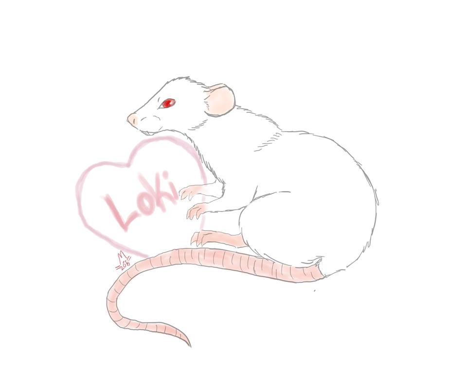 My rat Loki
