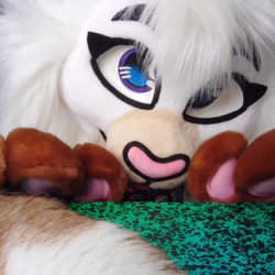 Tapping Kitty Paws (Video)