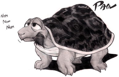 2012 leopard turtle