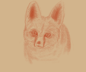 Fennec Fox Old Practice Drawing