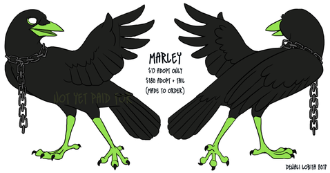 Marley - Crow Adoptable