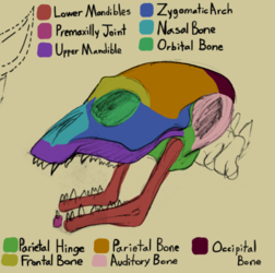 Maranaga Skull Diagram