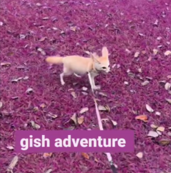  Gish Adventure 🦊🧭⛰️🌋☄️☀️ 
