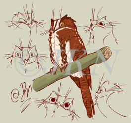 Feline Owlet-Nightjar