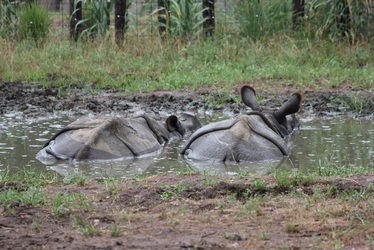 Wading Rhinos
