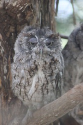 Tired Owl