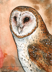 Barn Owl Miniture Painting