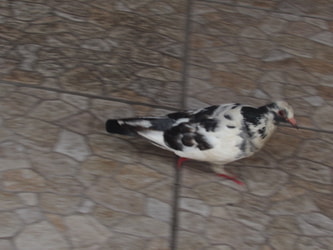 Wild Domesticated Pigeon