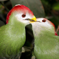Bird Love (Fischer's Turaco)