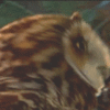 avatar of Birdie