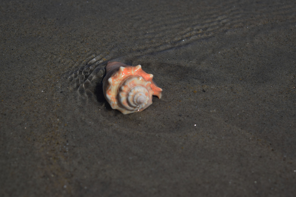 Shell in the Sand