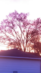 sunset sky tree
