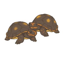 2 Tortoise