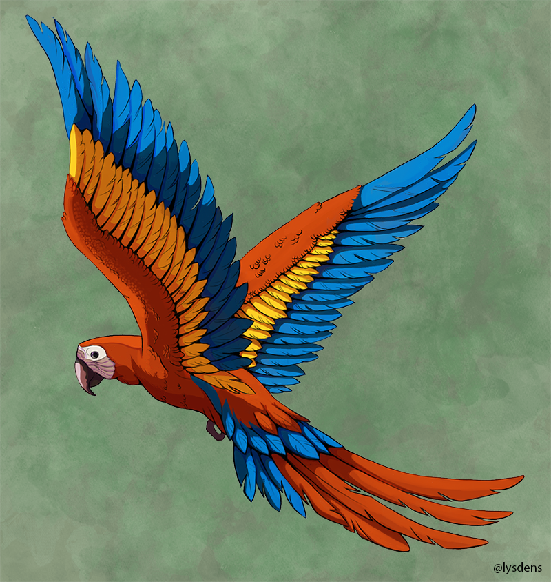 Most recent image: Macaw