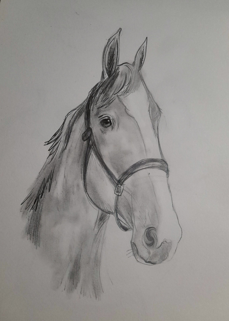 Most recent image: My first artwork of a realistic horse.