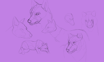 Wolf Sketches 2