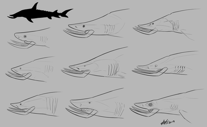 Tusked Shark Head Design