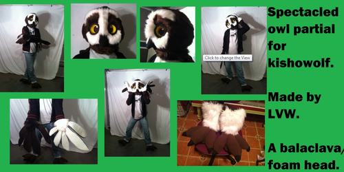 Spectacled owl partial