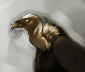 vulture - speedpaint - 40 min