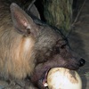 avatar of leoonard hyena