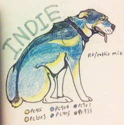 Pitbull Rottweiler mix for trade