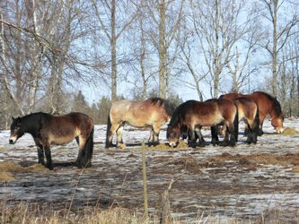 Nordsvenska Hästar - North-Swedish Drafthorses (2)
