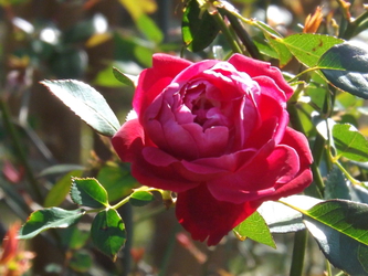 Ravine rose