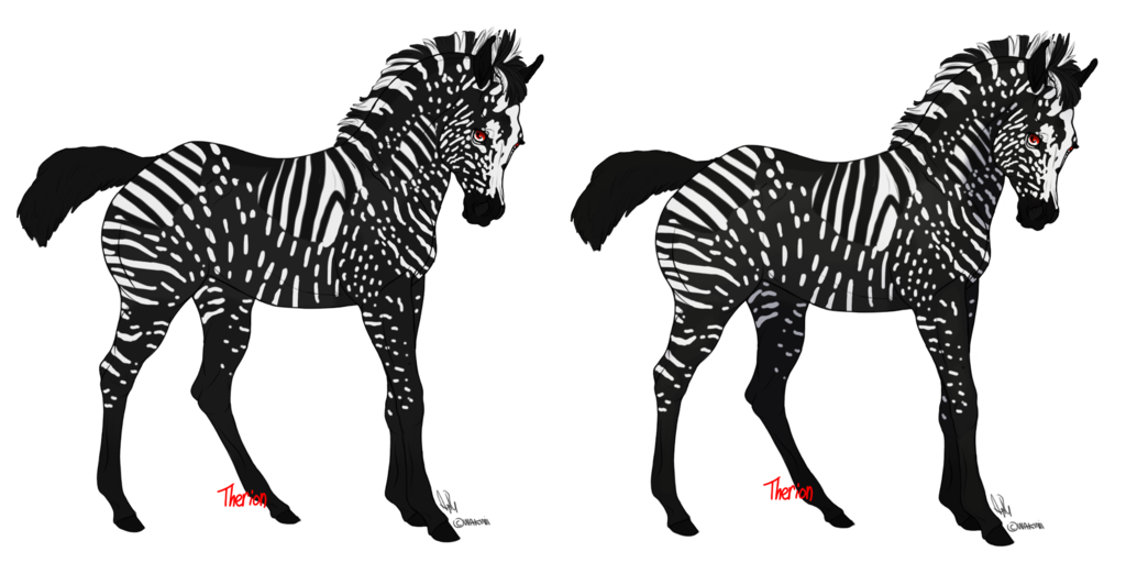 Lucifer (Melanin Zebra)(Sold)