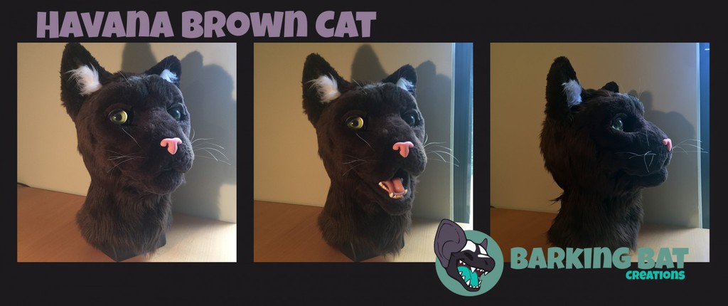 Most recent image: Havana Brown Cat 